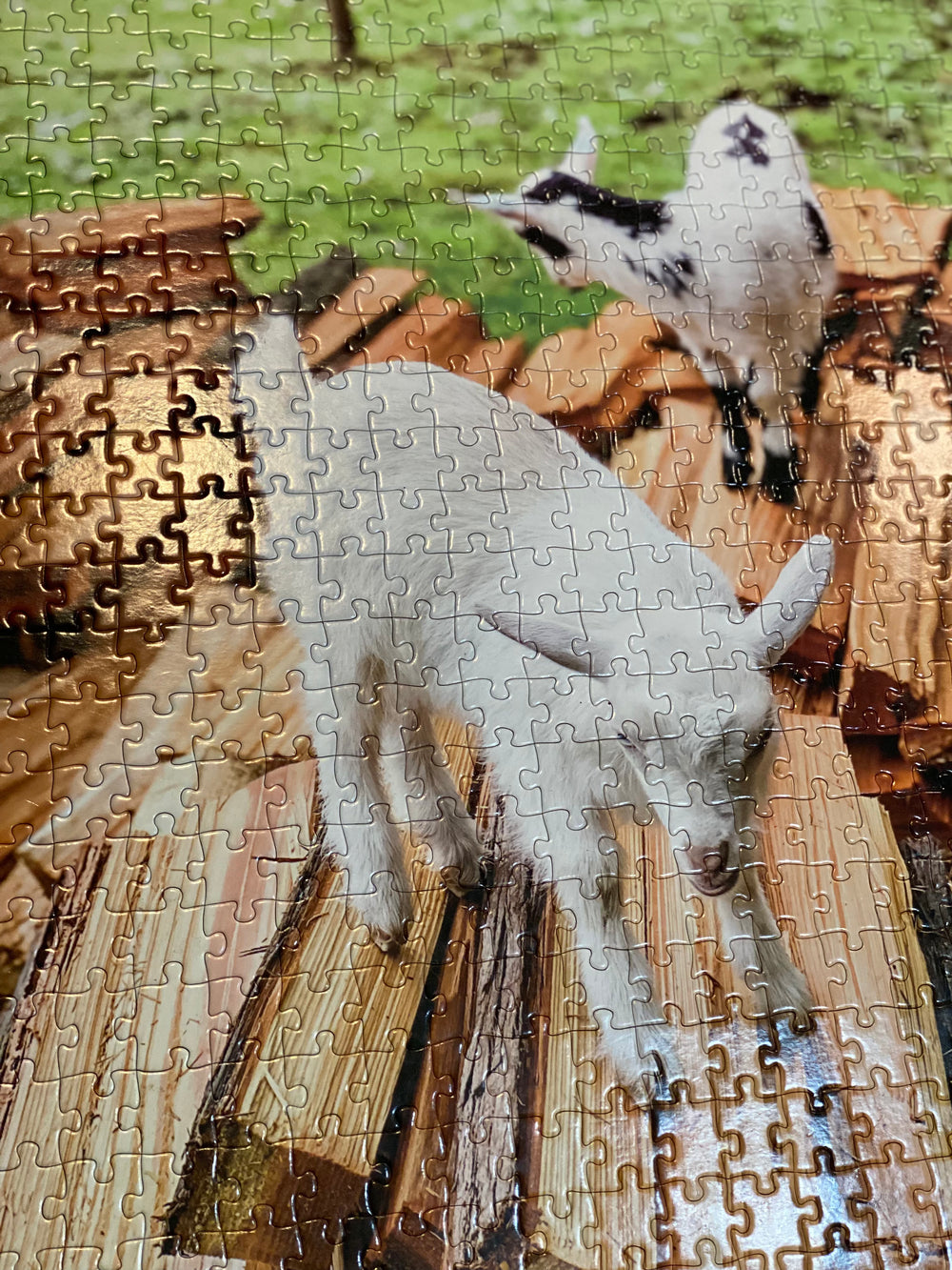 500 Piece Jigsaw Puzzle | Lolly & Jelly On the Wood Pile | ADVANCED