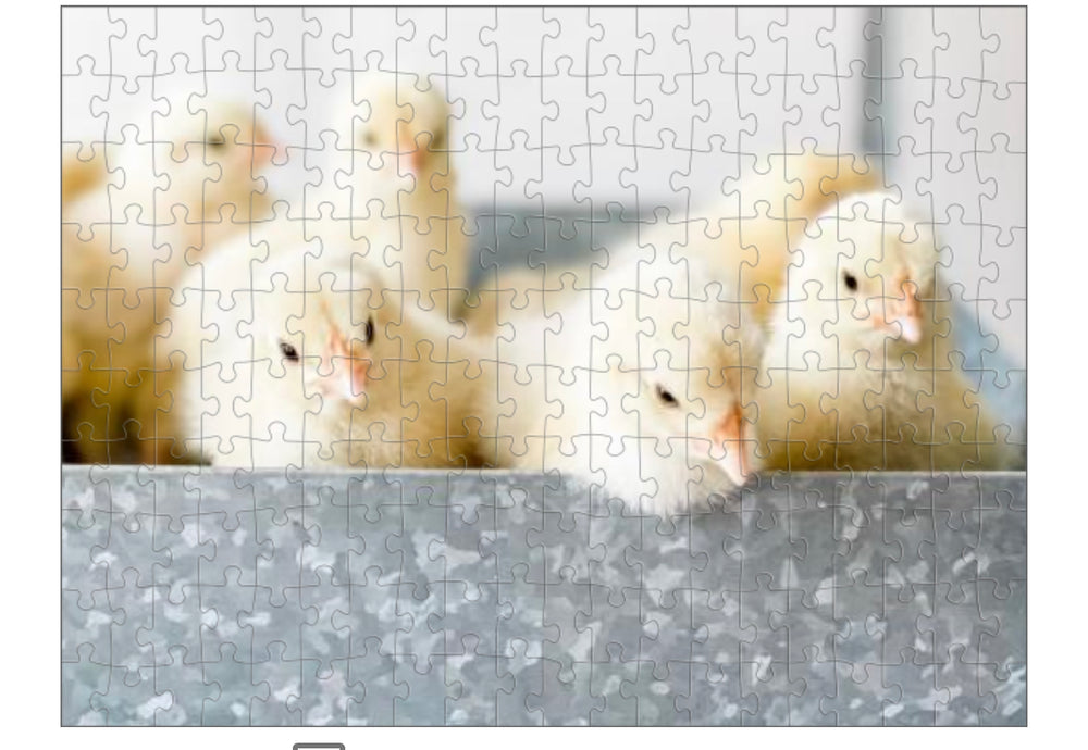 300 Piece Jigsaw Puzzle | Spring Chicks | MODERATE